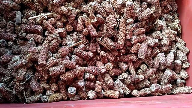 Пеллет из кукурузы